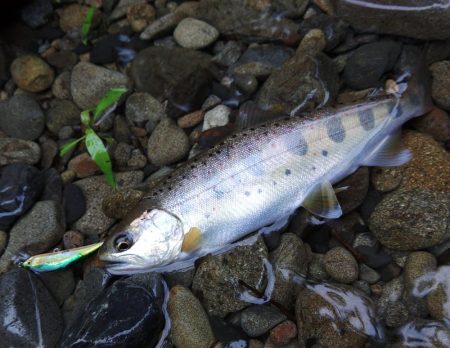 久しぶりのアマゴ釣り
